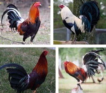 what is the best bloodline of gamefowl|18 Best Fighting Rooster Breeds and Gamefowl .